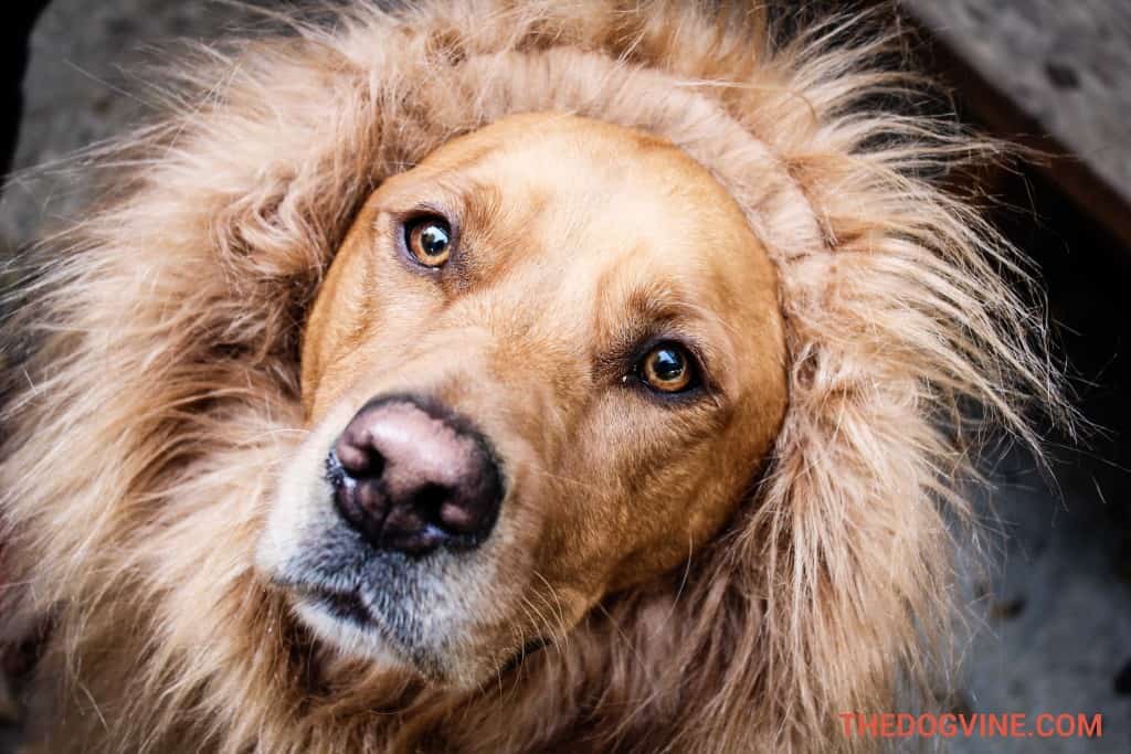 All Dogs Matter Halloween Walk 2015