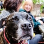 All Dogs Matter Halloween Walk 2015