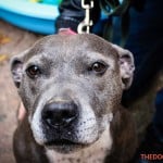 All Dogs Matter Halloween Walk 2015