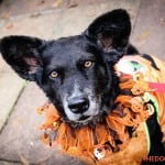 All Dogs Matter Halloween Walk 2015