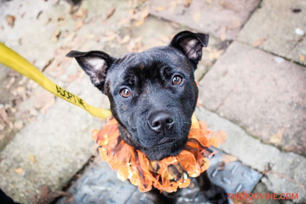 All Dogs Matter Halloween Walk 2015