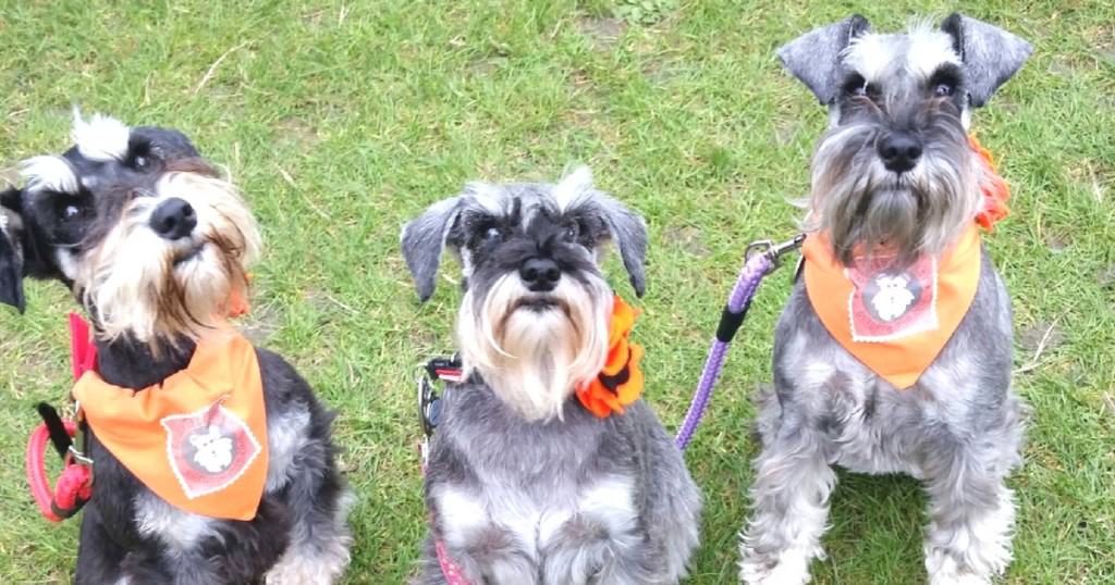 Schnauzerfest 2015 is back on 17th & 18th October 2015