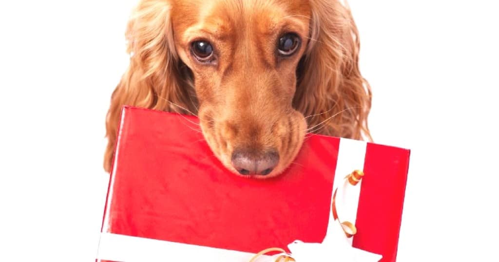 16 Last Minute Christmas Gifts for Dog Lovers