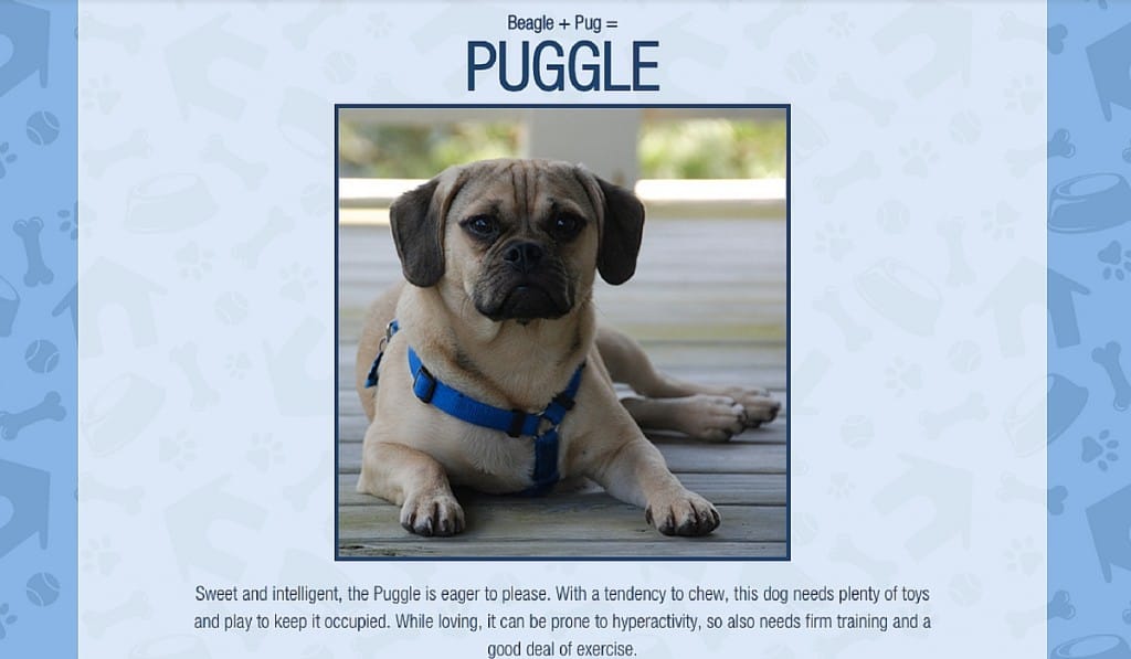 Puggle - Crossbreed Generator