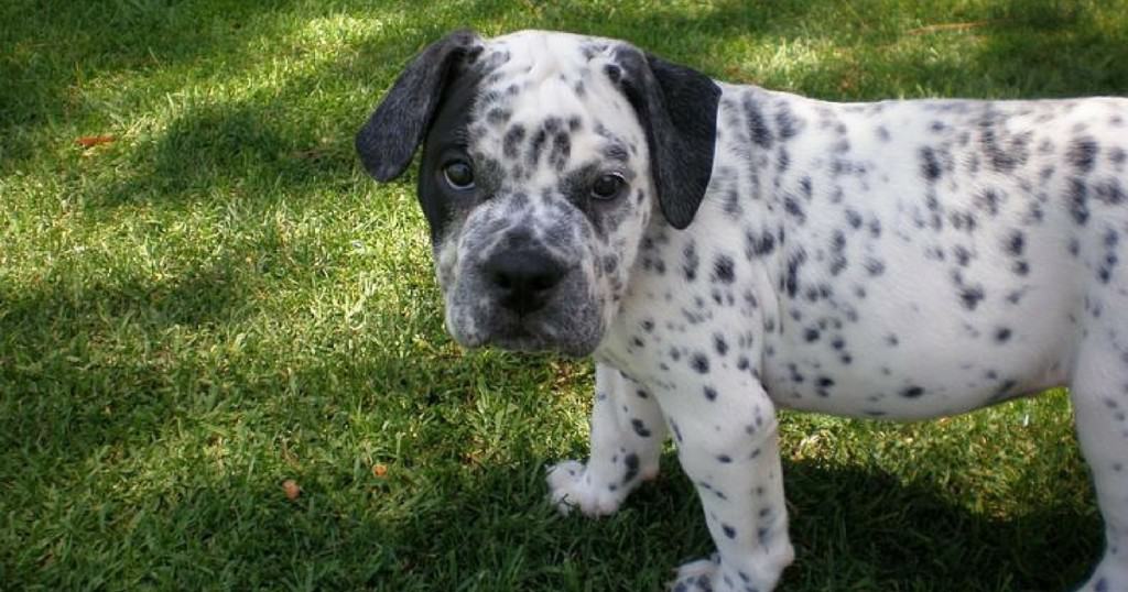 Test Your Dog Knowledge With The Crossbreed Generator