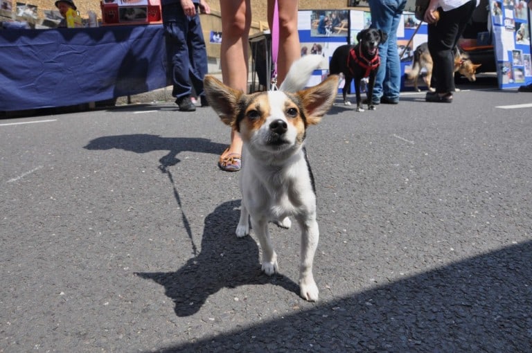 The Mayhew Animal Home Open Day - London Dog Events
