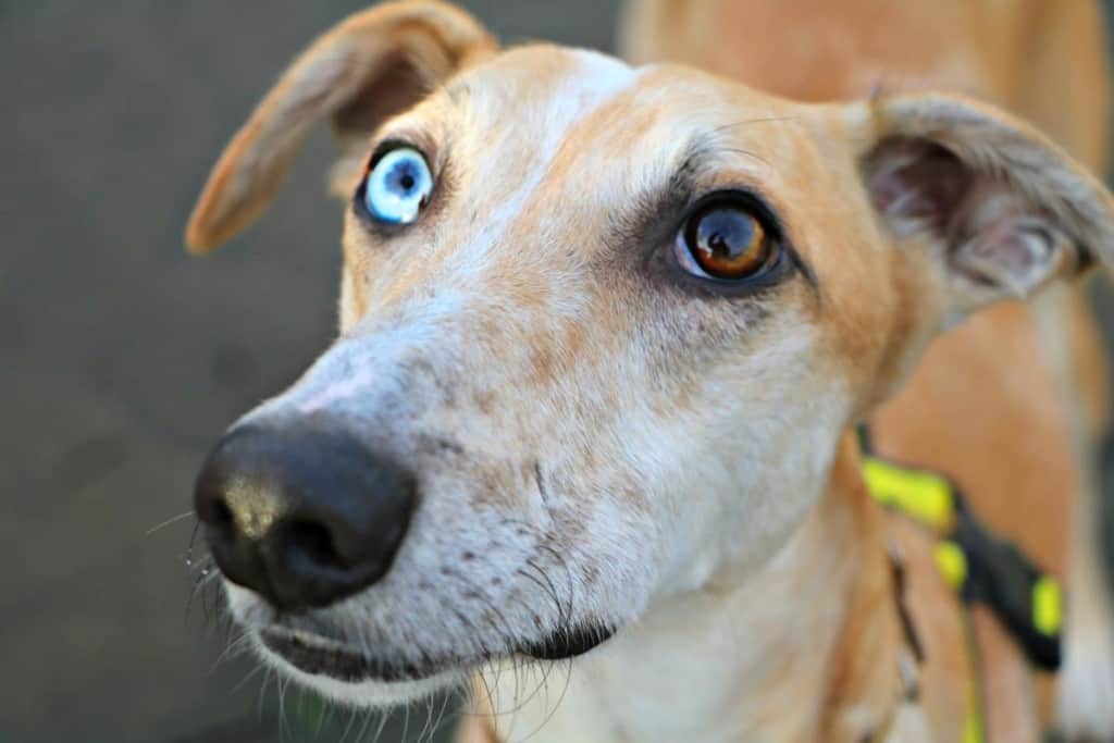 Mickey - Dogs Trust - London Dog Events