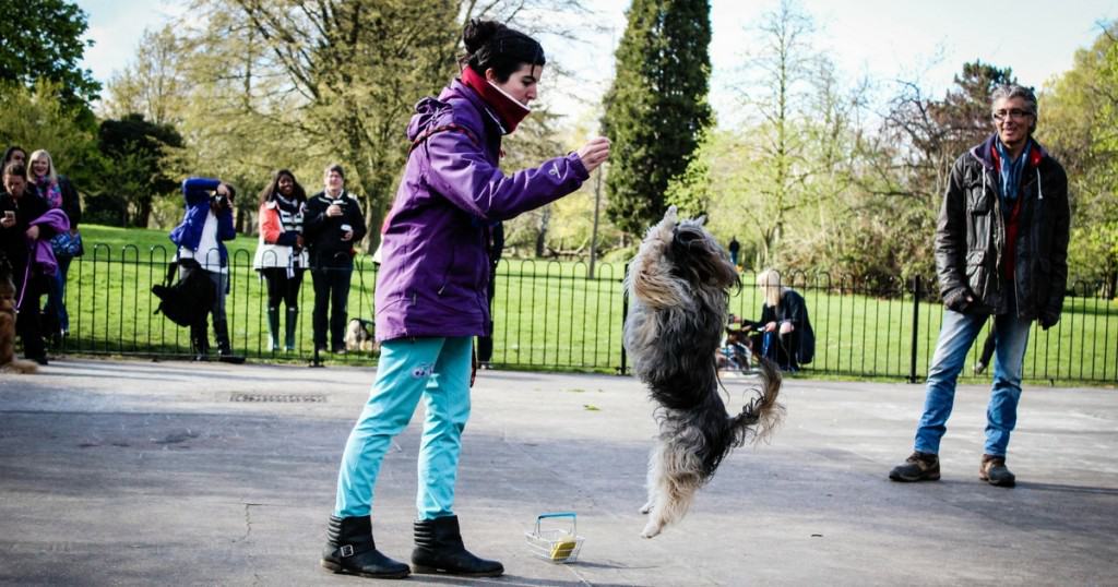 London’s Talented Canines Delight at Dog Factor 2016