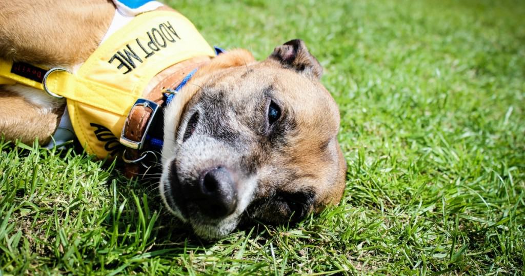 What’s On – The Latest London Dog Events For Spring