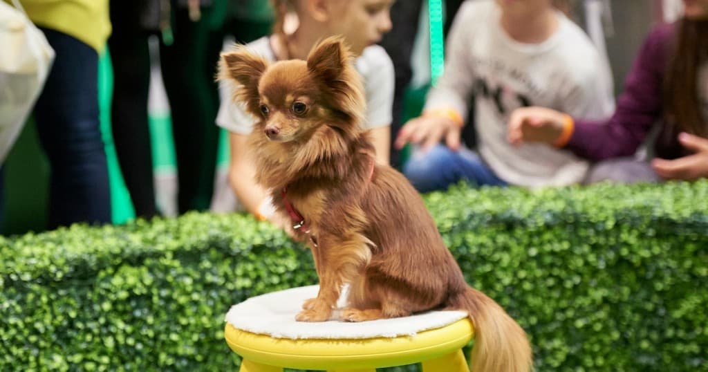Win Tickets to The National Pet Show London & 4 Reasons to Go