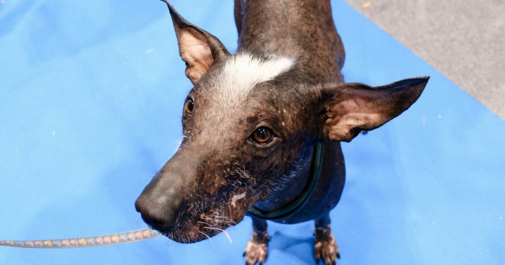 8 Reasons The National Pet Show Was A Winner