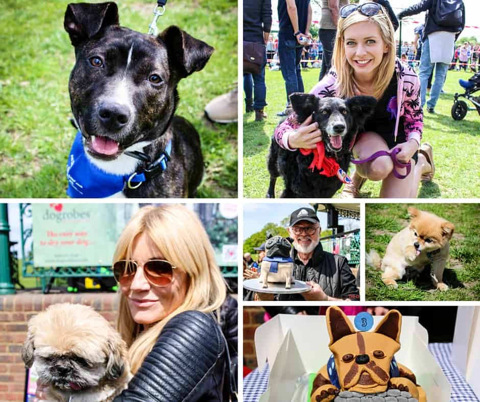 London Dog Events - Great Hampstead Bark Off