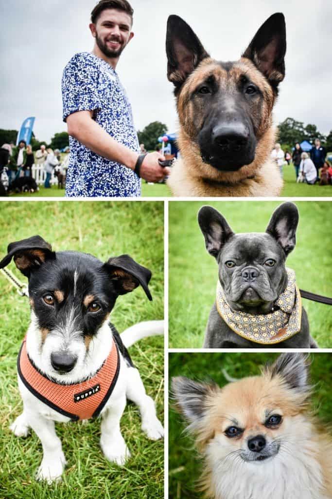 Hounds On The Heath 2