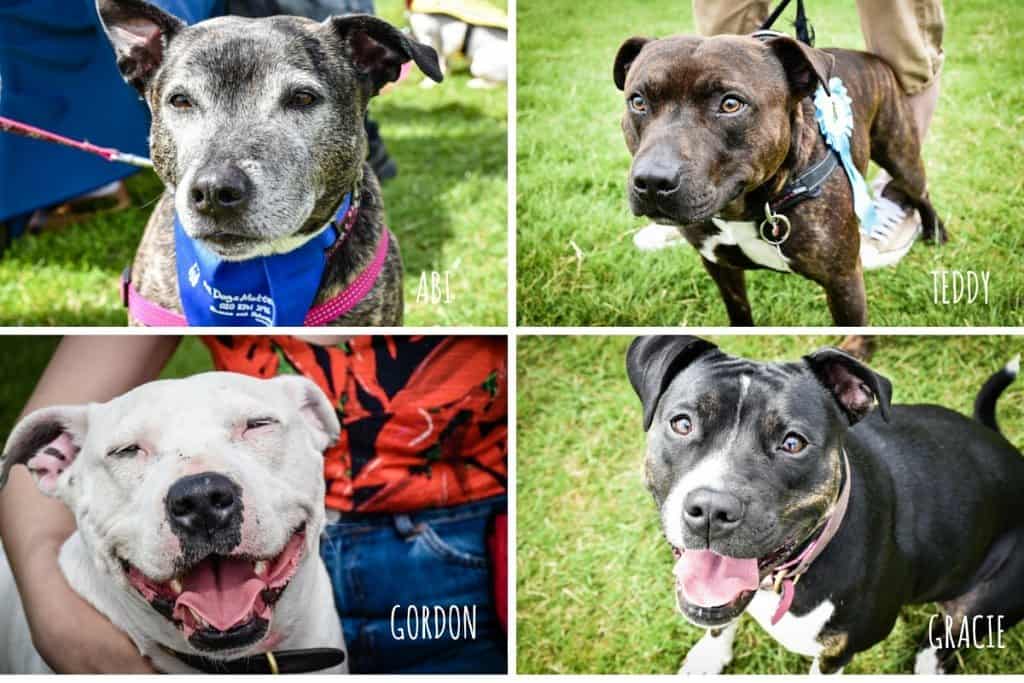 Sweetest Staffies - Hounds On The Heath