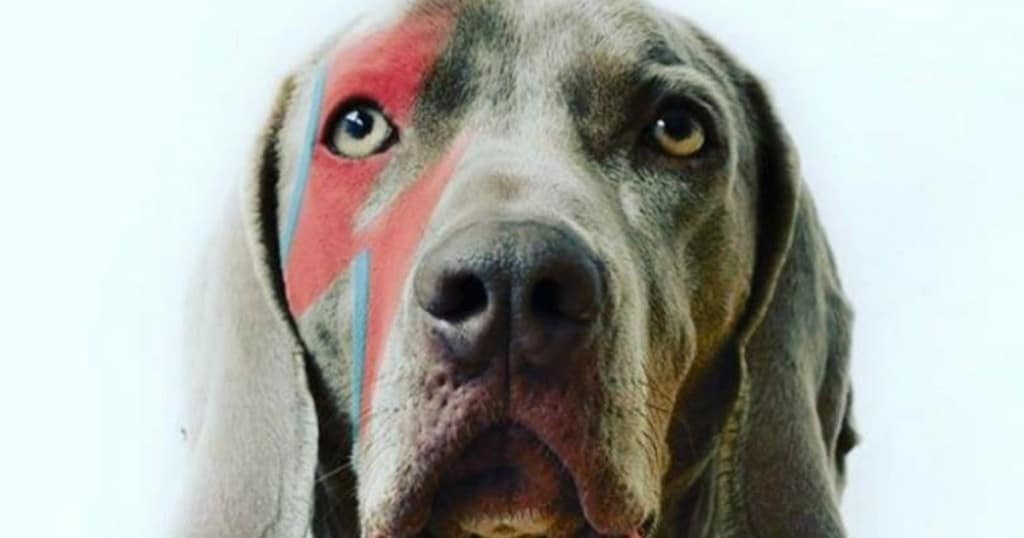4 London Dog Events In August For You & Your Dog