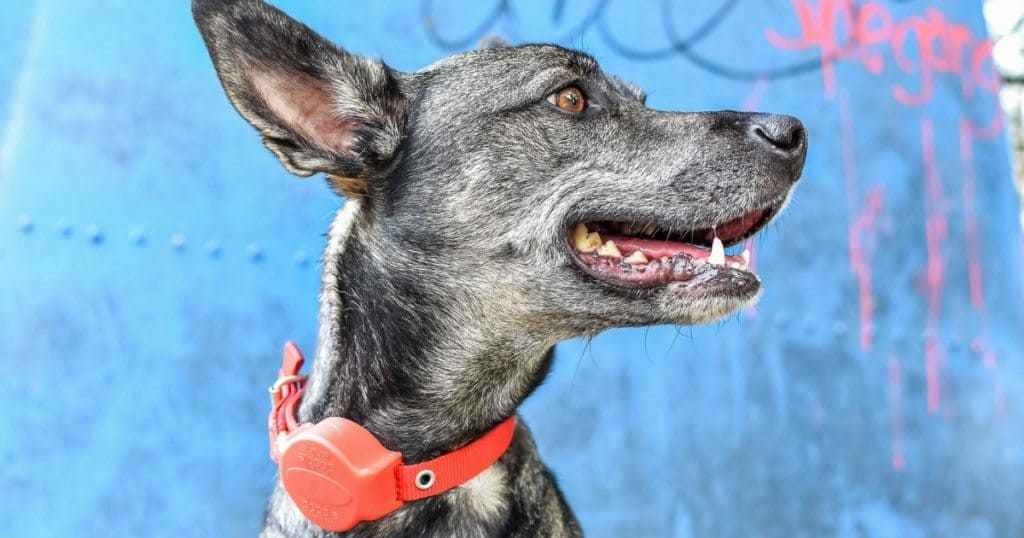 Doddle For Dogs Review | 5 Reasons Why We Love It