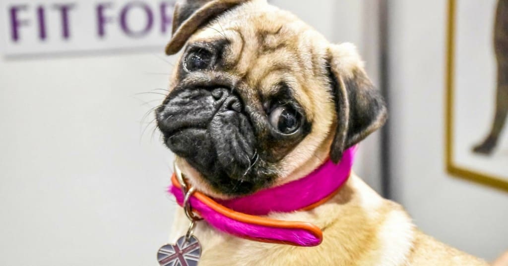 The Best Of Discover Dogs 2016 | 11 Things We Loved