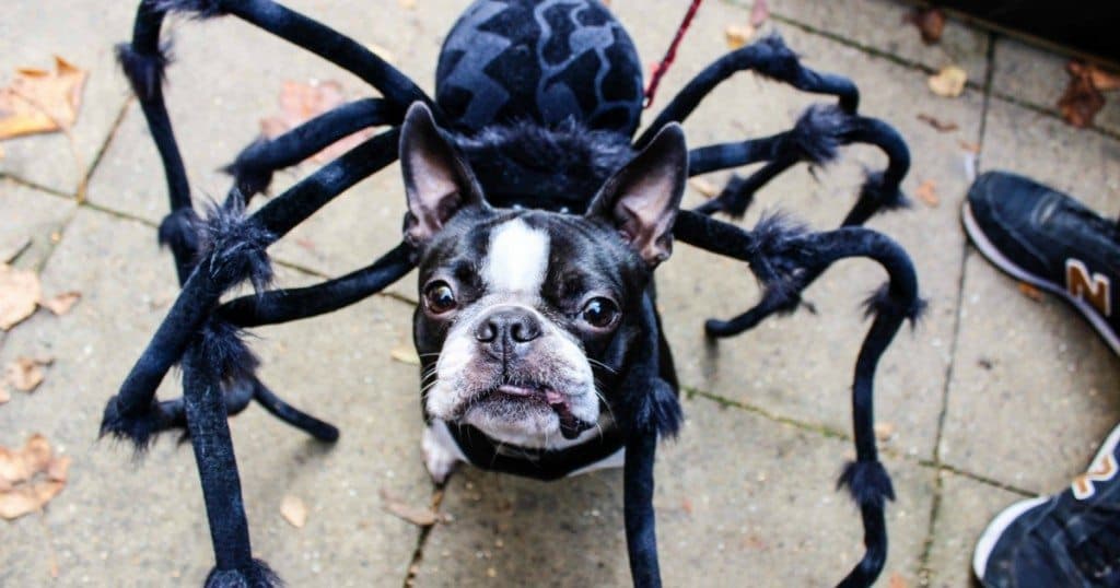 9 Events For You & Your Dog This October