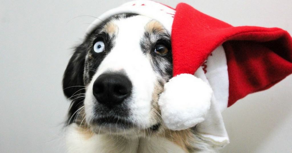 Christmas | 13 Amazing Brands That Give Back to Dogs