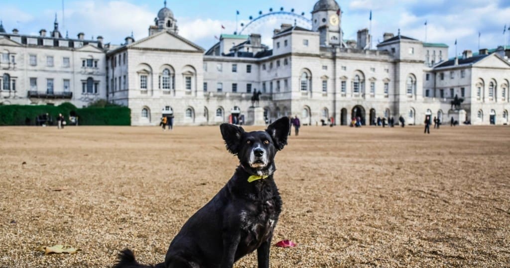 Don’t Miss The New London Bus Tour For Dogs This Month
