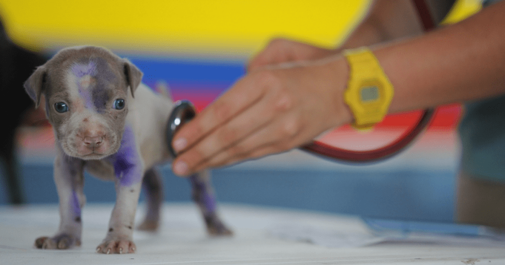 New 24 Hour London Animal Hospital Comes to Camberwell