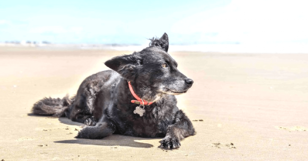 A Dogs Day Out At Camber Sands