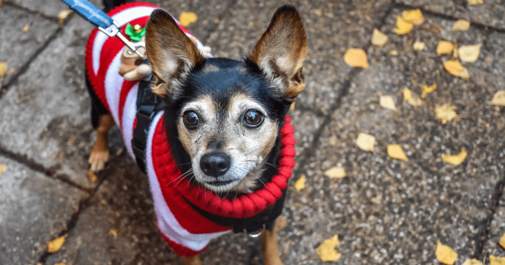 What’s On | December 2017 Events Agenda For London Dogs (& Humans)