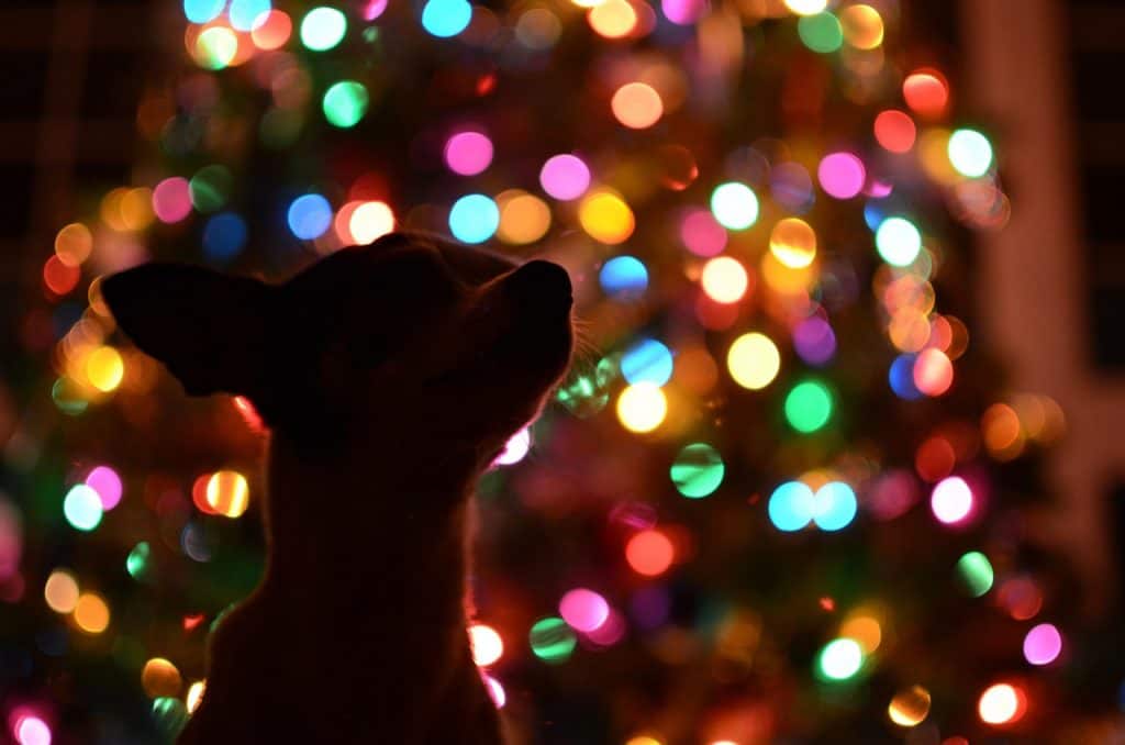 December 2017 Events Agenda For London Dogs -Santa Paws Brunch