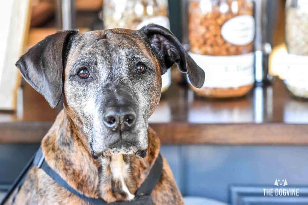 November 2017 Events Agenda For London Dogs