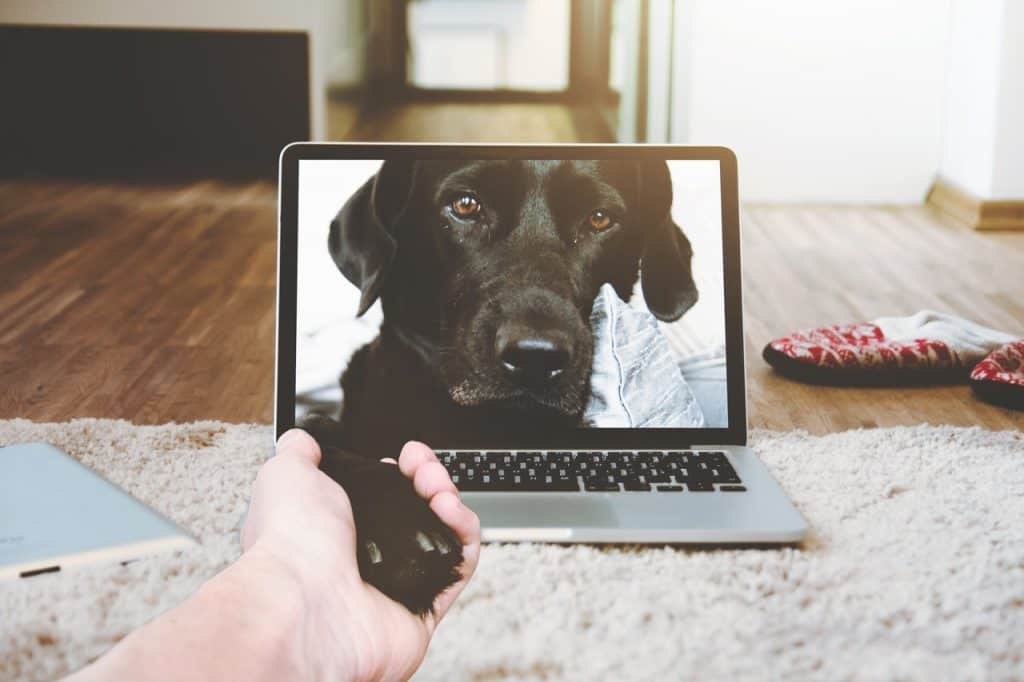 Gift Guide | 5 Pet Tech Gifts You Need For Your Dog