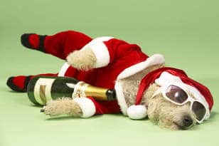 santa paws brunch dog
