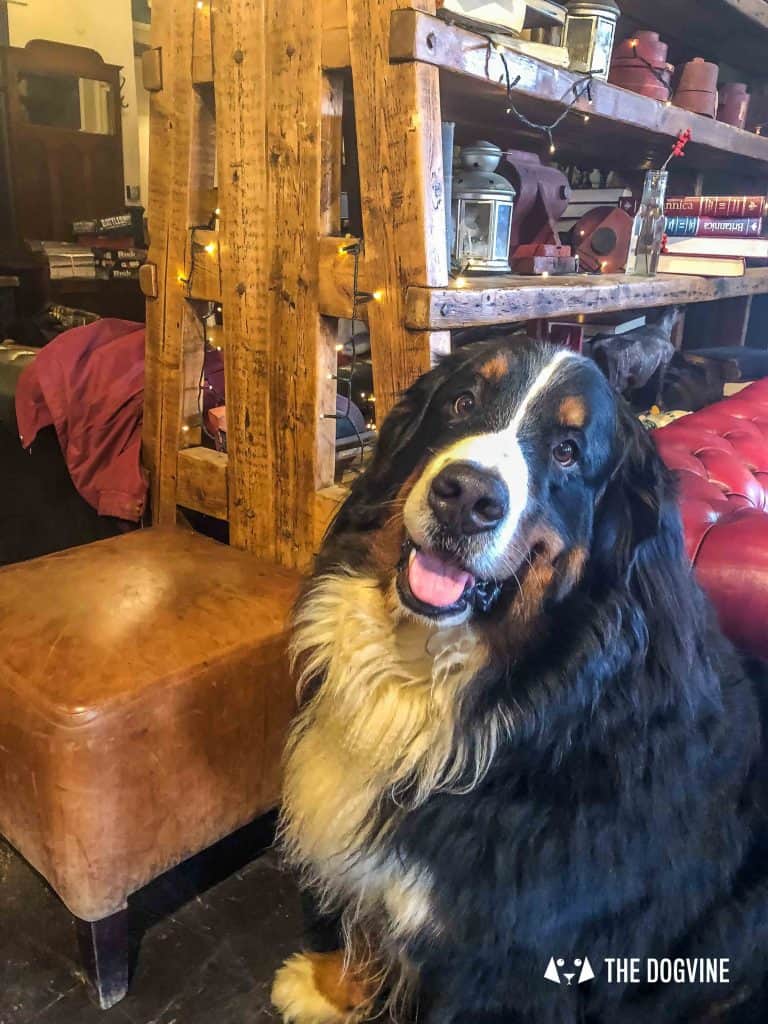 Canine Christmas Crackers at The Windmill Clapham - Max
