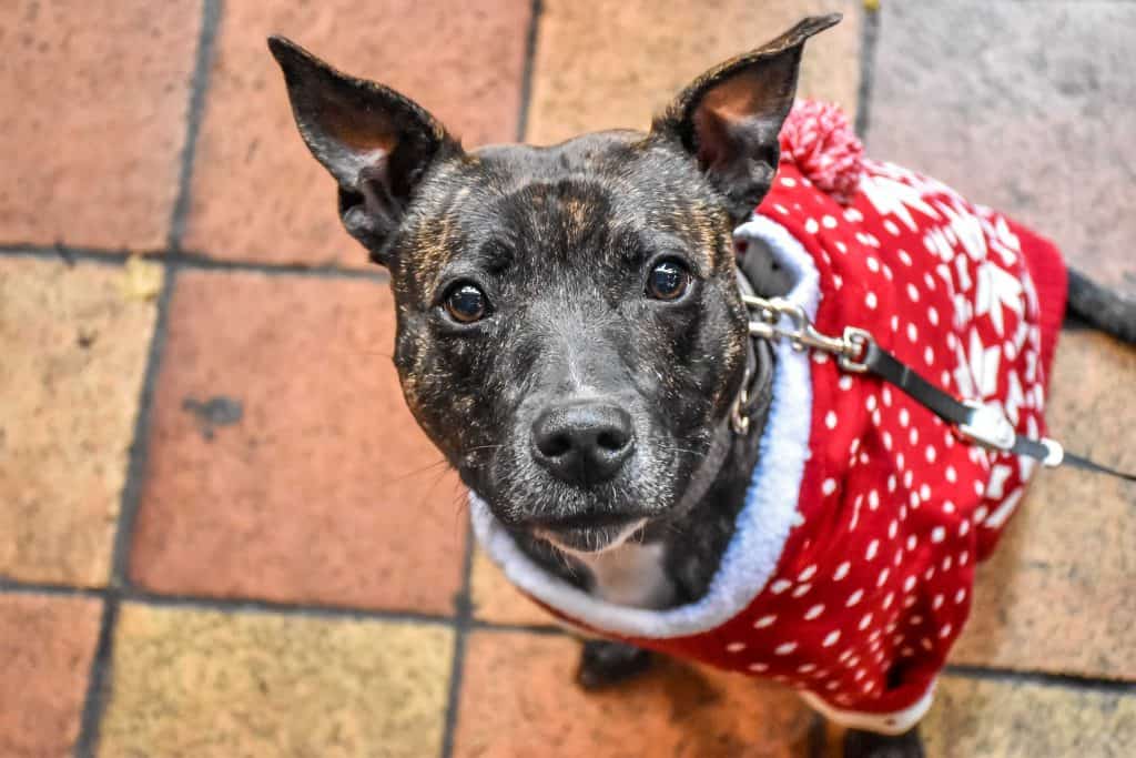 Christmas Dog Jumper