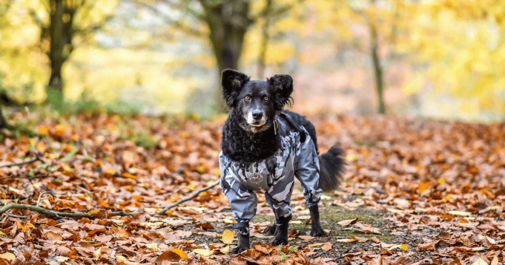 Dog Trousers Review | Do They Keep Your Dog Clean?