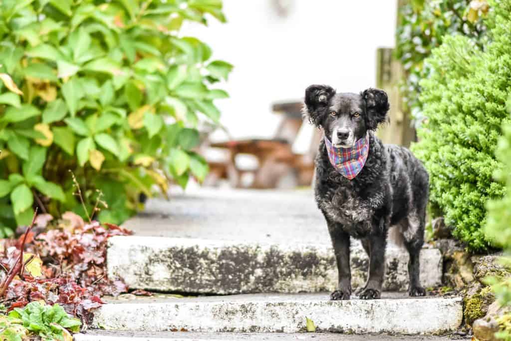 The Dogvine - The Bath Arms 22