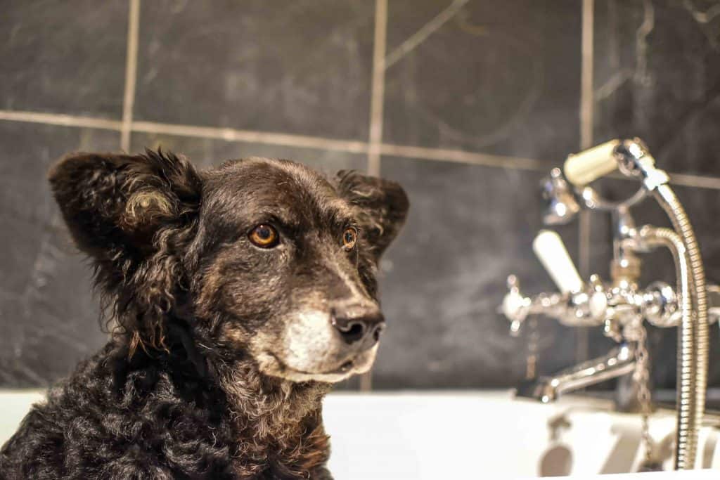 The Dogvine - The Bath Arms 34