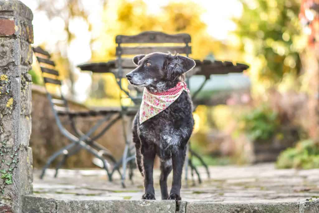 The Dogvine - The Bath Arms 41