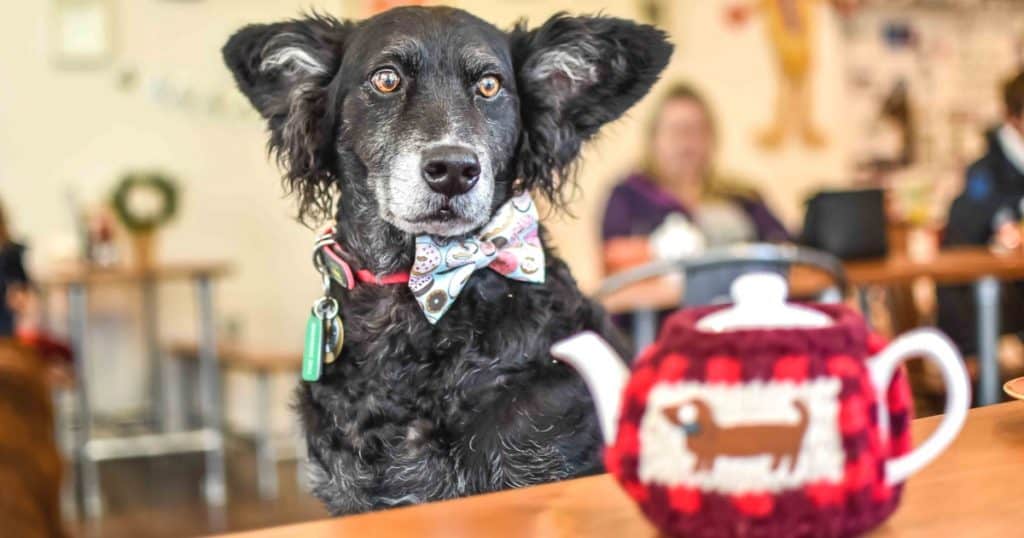 Refuel With Your Pooch At The Dog-Friendly Cafe Paws for Coffee