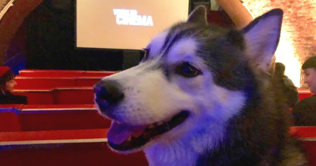 London Gets A New Dog-Friendly Cinema At Whirled Cinema Brixton