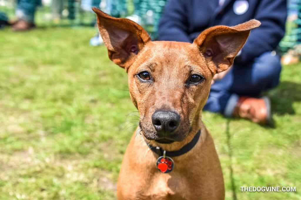 April 2018 | What's On For London Dogs This Month End