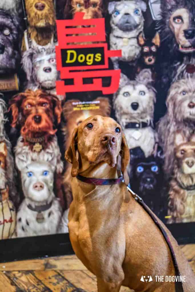 Dog-Friendly Cinema - Picturehouse Clapham - Isle of Dogs 2