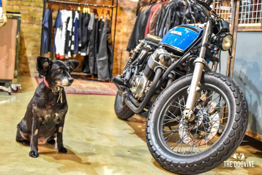 Dog-Friendly Shoreditch Mutts and Motorcycles At The Bike Shed 20