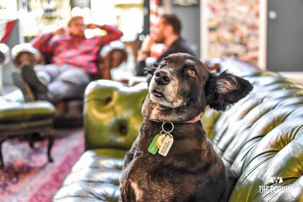Dog-Friendly Shoreditch Mutts and Motorcycles At The Bike Shed 37