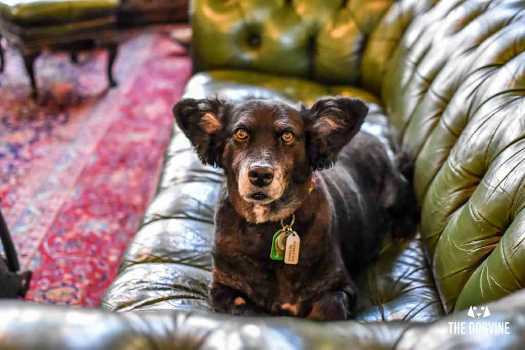 Dog-Friendly Shoreditch Mutts and Motorcycles At The Bike Shed 8