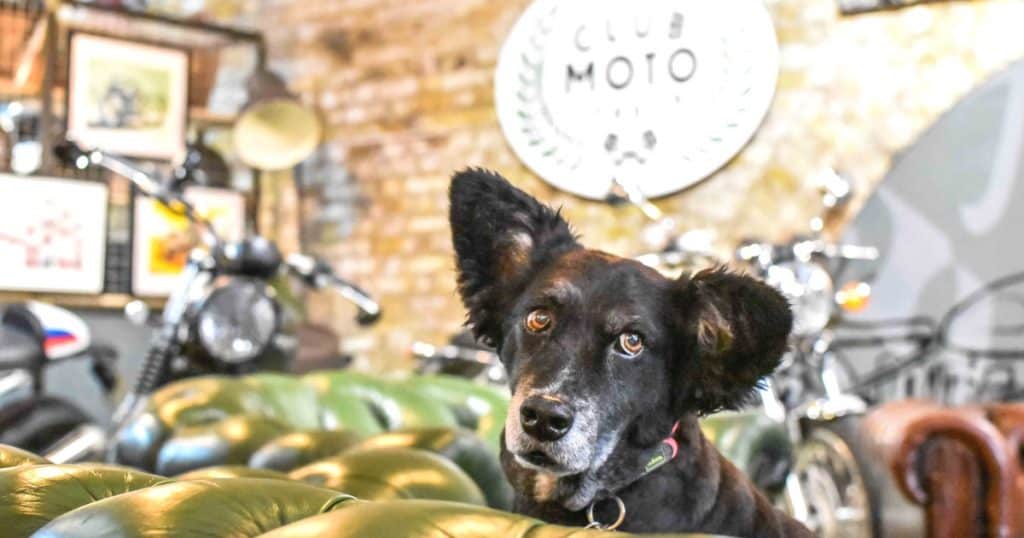 Dog-Friendly Shoreditch | Mutts and Motorcycles At The Bike Shed