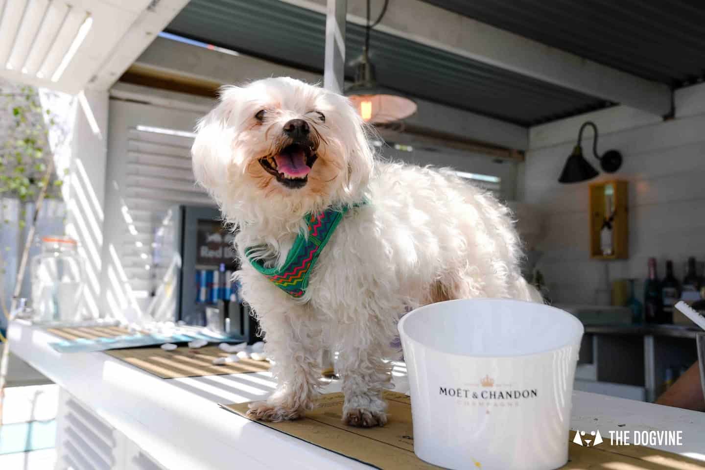 Dog-Friendly Neverland Beach Club - All You Need To Know 22
