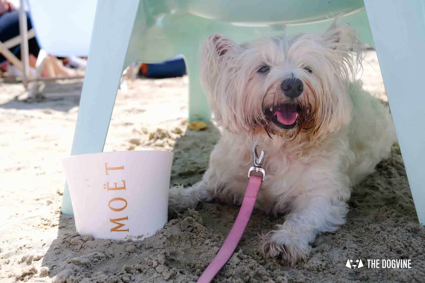 Dog-Friendly Neverland Beach Club - All You Need To Know 28