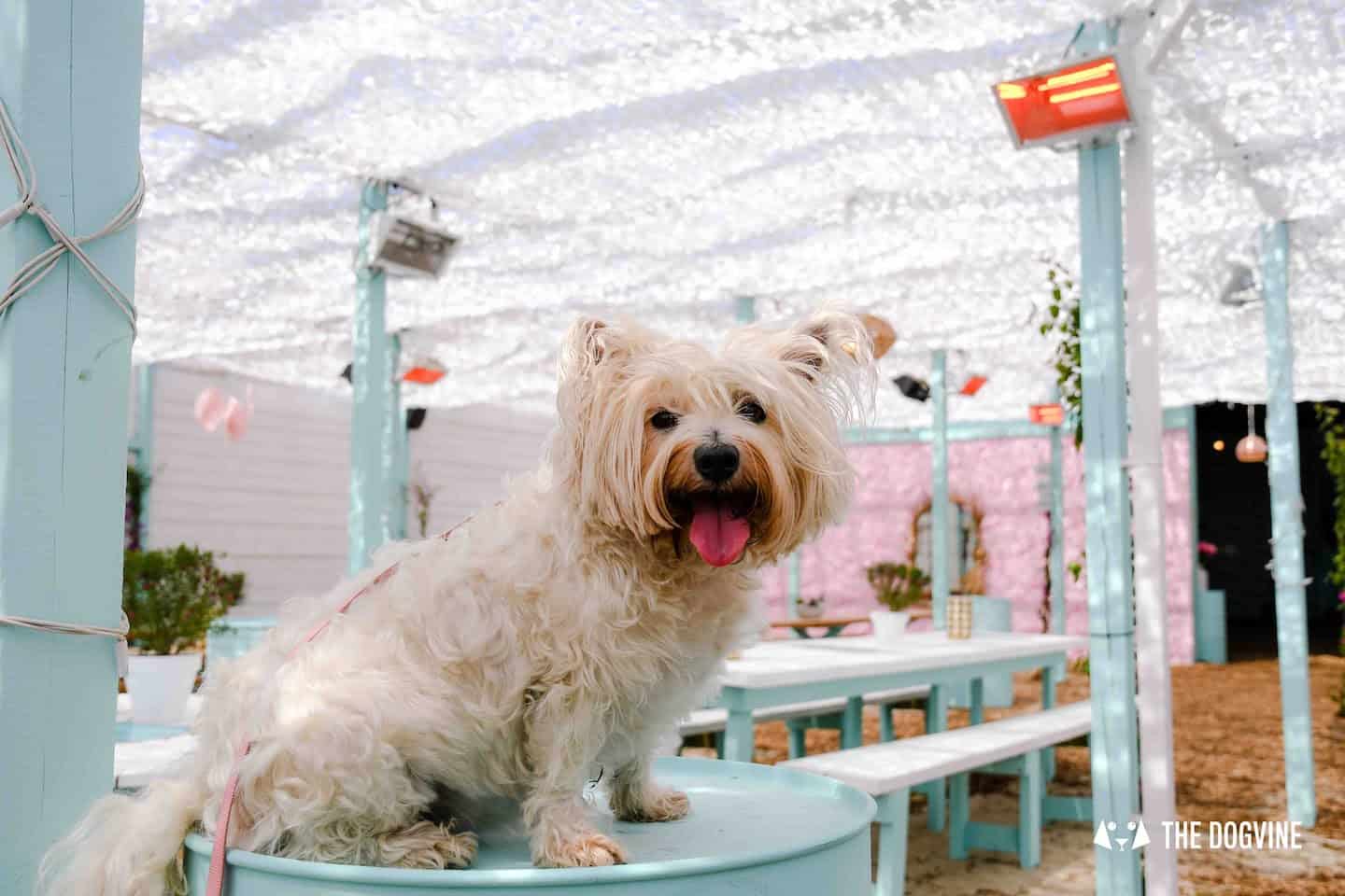 Dog-Friendly Neverland Beach Club - All You Need To Know 3