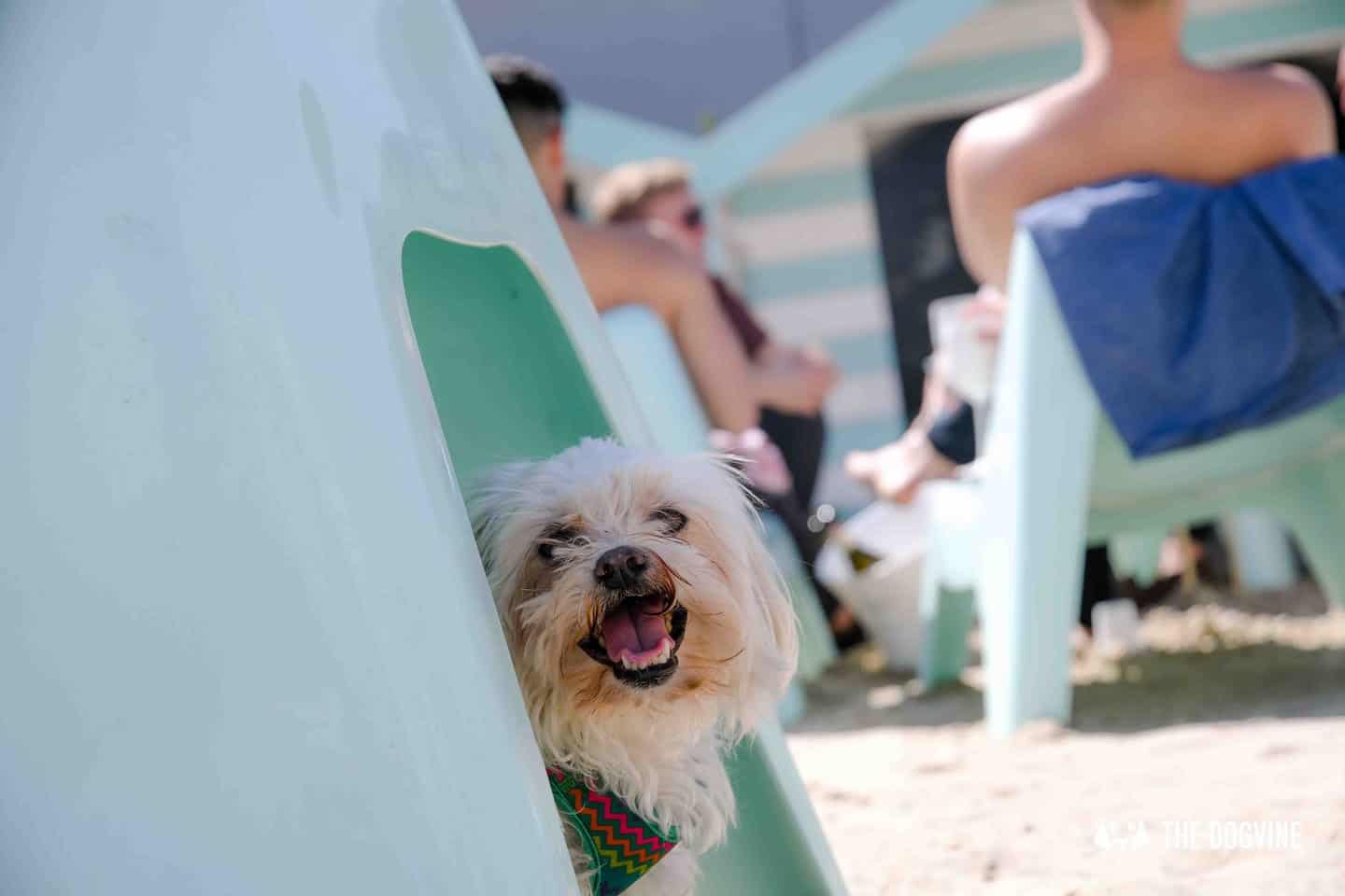 Dog-Friendly Neverland Beach Club - All You Need To Know 30