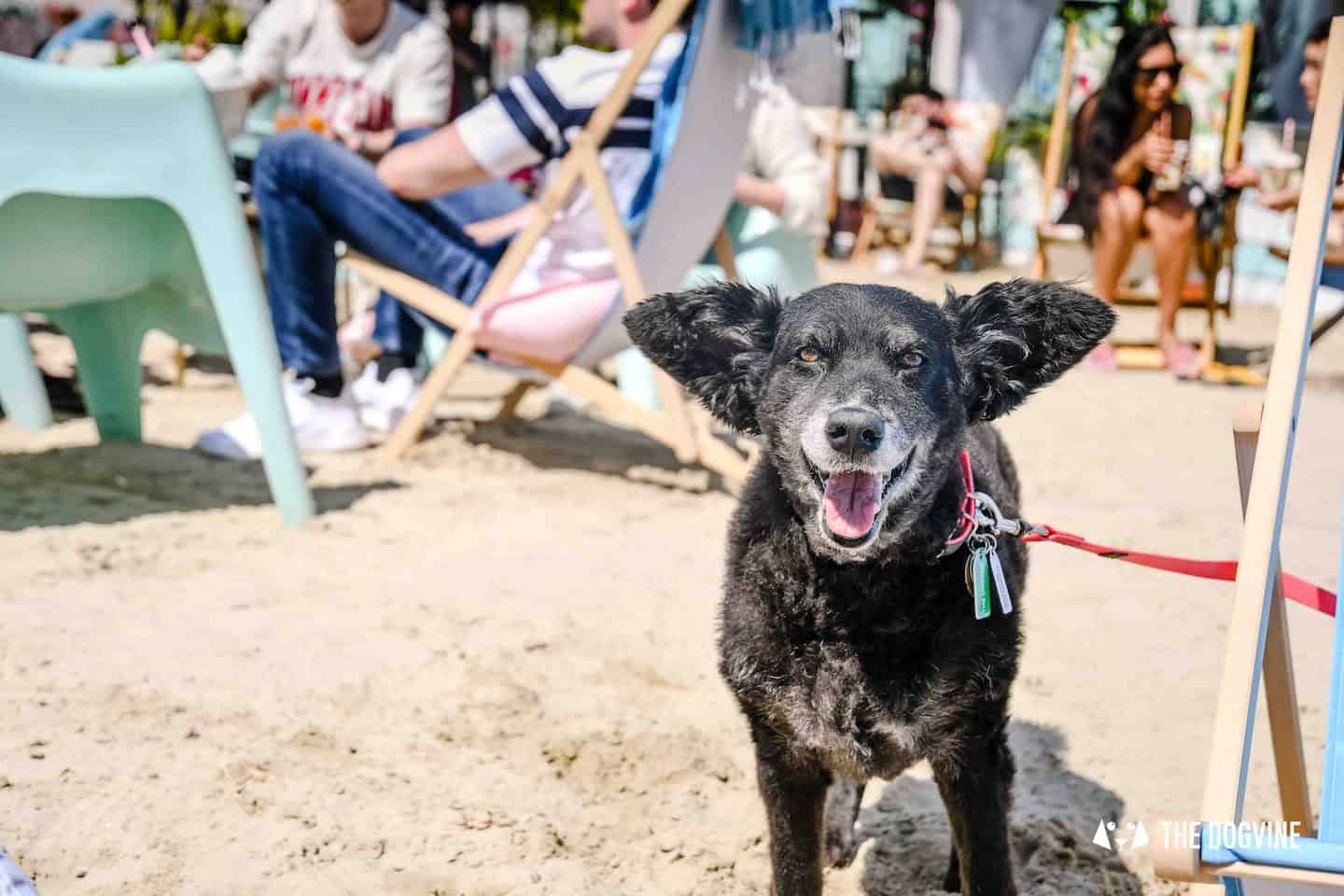 Dog-Friendly Neverland Beach Club - All You Need To Know 38